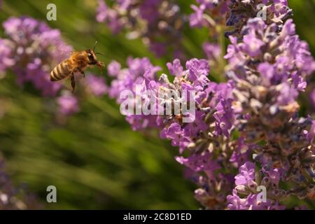 Honigbiene schwebt über blühenden lila Lavendel, Großbritannien Stockfoto