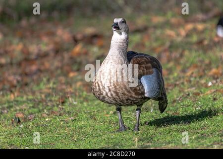 Blauflügelgans (Cyanochen cyanoptera), Wasservögel Stockfoto