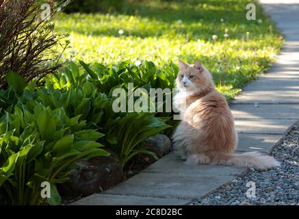 Norwegischer Waldkatze Männchen sitzt auf einem Bürgersteig Stockfoto