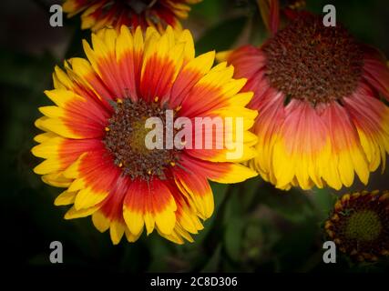 Indische Decke Riley Park Calgary Albera Stockfoto