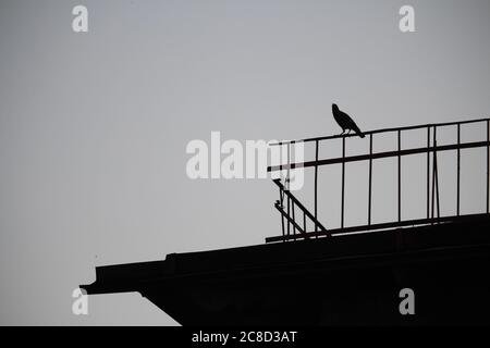 Silhouette Vogel auf dem schwarzen Dach mit Kopierraum Stockfoto