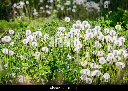 Lichtung von weißen Löwenzahn in grünem Gras Stockfoto