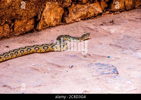 Russell-Viper ist eine Art von giftigen Schlange in der Familie Viperidae, die Familie, die die giftigen Old World-Vipers umfasst Stockfoto