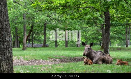 Ein weiblicher Elch oder Elch mit diesen Babys im Wald Stockfoto