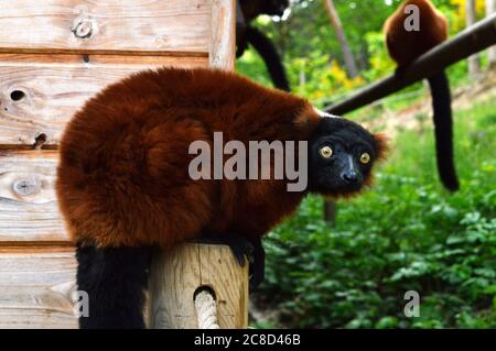 Prachtvoller roter, geraffter Lemur, ein Lemuridae-Typ-Affe. Dies ist gefährdete Tier. Stockfoto