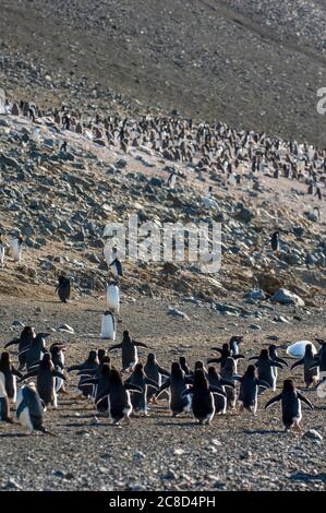 Eine Adelie Pinguin (Pygoscelis adeliae) Kolonie mit Küken auf Devil Island, einer Insel in der James Ross Island Gruppe, nahe der nordöstlichen Spitze der Stockfoto