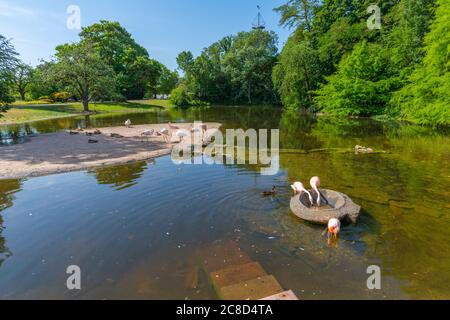 Flamingosee oder Flamingo See im Höhenpark Killesberg oder Park Killesberg, Hauptstadt Stuttgart, Baden-Württemberg, Süddeutschland, Mitteleuropa Stockfoto