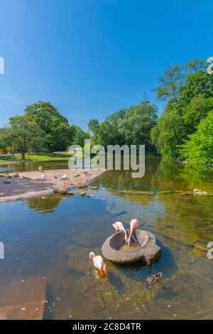 Flamingosee oder Flamingo See im Höhenpark Killesberg oder Park Killesberg, Hauptstadt Stuttgart, Baden-Württemberg, Süddeutschland, Mitteleuropa Stockfoto