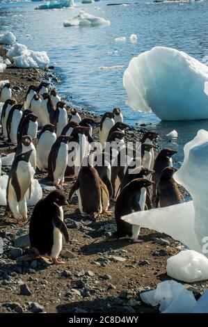 Adeliepinguine (Pygoscelis adeliae) am Strand von Devil Island, einer Insel der James Ross Island Gruppe, nahe der nordöstlichen Spitze der Antarktis Stockfoto