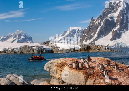 Ein Tierkreis mit Touristen nähert sich einer Kolonie von Gentoo-Pinguinen (Pygoscelis papua) mit Küken auf der Petermann-Insel, Penola Strait, die vor der Nordwe liegt Stockfoto