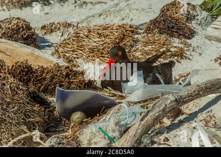 Ein magellanischer Austernfischer (Haematopus leucopodus) auf seinem Nest an einem Strand auf der Insel Carcass, Falklandinseln, umgeben von meist verwaschenen Plasti Stockfoto
