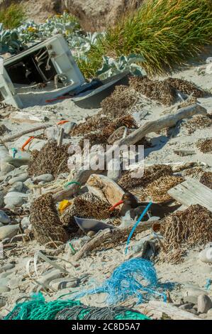 Ein magellanischer Austernfischer (Haematopus leucopodus) auf seinem Nest an einem Strand auf der Insel Carcass, Falklandinseln, umgeben von meist verwaschenen Plasti Stockfoto