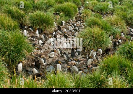 Eine Macaroni-Pinguin-Kolonie (Eudytes chrysolophus) im Tussock-Gras bei Cooper Bay auf der Südgeorgien-Insel, Sub-Antarktis. Stockfoto