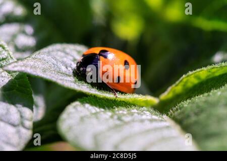 Ein Porträt eines Marienkäfer, auch Marienkäfer genannt, der auf einem grünen Blatt einer Pflanze in einem Garten sitzt. Das rote Insekt hat schwarze Flecken und ist auf der Jagd nach Blattläusen Stockfoto