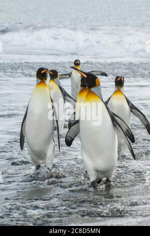 Königspinguine (Aptenodytes patagonicus), die von der Fütterung auf See bei der Königspinguinkolonie (Aptenodytes patagonicus) in Gold Harbour, South Geor, zurückkehren Stockfoto