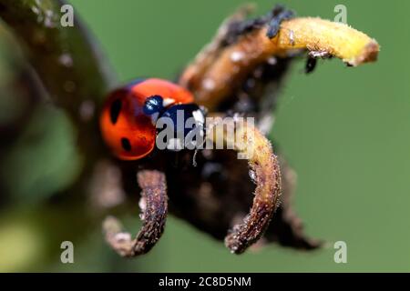 Ein Makroportrait eines Marienkäfer, der an der Spitze eines Zweiges in einer verwelkelten Blume sitzt. Das Insekt war nur sitzen und sah sich um. Stockfoto