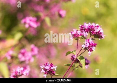 Origanum close up ist eine Gattung von Stauden und Untersträuchern aus der Familie Lamiaceae auf einem verschwommenen Hintergrund Stockfoto