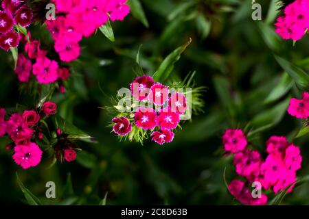 Dianthus barbatus .Hell rosa Cluster von Nelkenblumen auf einem verschwommenen grünen Hintergrund Stockfoto