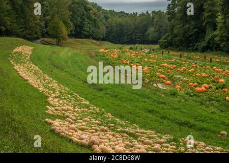 Mehrere Vielfalt und Größen von Kürbissen auf dem Boden in den offenen Feldern auf einem Bauernhof in den Bergen mit Vogelscheuchen Dekorationen säumen die Straße t wachsen Stockfoto