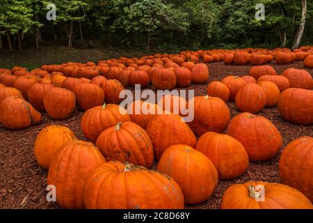 Überdimensionale orangefarbene Kürbisse sehr groß und schwer auf dem Feld auf einer Kürbisfarm mit den Wäldern im Hintergrund im Herbst sitzen Stockfoto