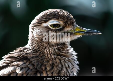 Bush Steincurlew oder Bush Thick-Knie (Burhinus grallarius) Stockfoto