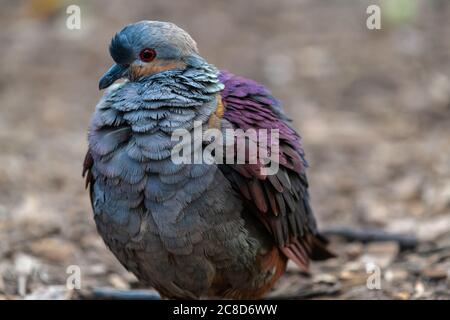 Smaragdtaube (Chalcophaps indica) Stockfoto