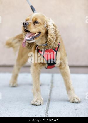 1-Jähriger Amerikanischer Cocker Spaniel Puppy Männlich Stockfoto