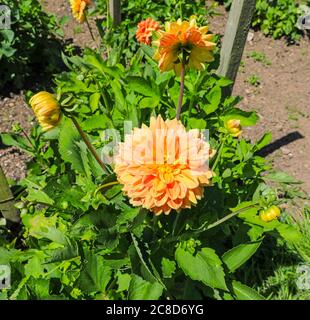 Nahaufnahme eines orangen aprikosenfarbenen Blütenkopfes einer Dahlie namens 'Summer Festival' in der National Dahlia Collection, Penzance, Cornwall Stockfoto