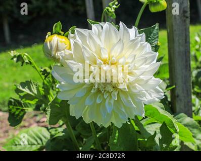 Nahaufnahme eines weißen Blütenkopfes einer Dahlie namens 'White Perfection' in der National Dahlia Collection, Penzance, Cornwall, England Stockfoto