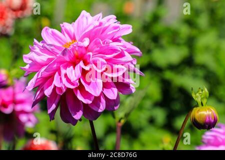 Nahaufnahme eines lila rosa Blütenkopfes einer Dahlie namens 'Worton Superb' in der National Dahlia Collection, Penzance, Cornwall, England Stockfoto