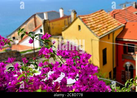 Blick auf cervo ligurischen Dorf in der Provinz imperia Italien Stockfoto