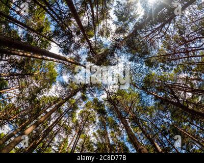 Forrest Baumdach von unten mit Sonnenlicht durch die Bäume Stockfoto