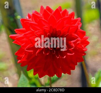 Nahaufnahme eines roten Blütenkopfes einer Dahlie namens 'Deutschland' in der National Dahlia Collection, Penzance, Cornwall, England Stockfoto