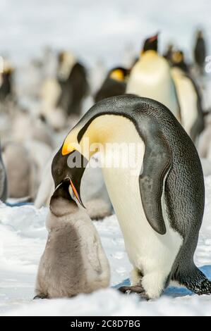 Ein Kaiserpinguin (Aptenodytes forsteri) füttert das Küken auf dem Meereis auf Snow Hill Island im Weddellmeer in der Antarktis. Stockfoto