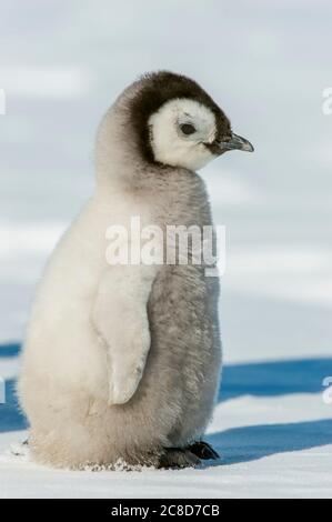 Porträt eines Kaiserpinguinkichtes (Aptenodytes forsteri) bei der Kaiserpinguinkolonie auf der Snow Hill Island im Weddellmeer in der Antarktis. Stockfoto