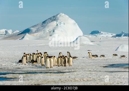 Eine Gruppe von Kaiserpinguinen (Aptenodytes forsteri), die über das schnelle Eis bei der Kaiserpinguinkolonie auf Snow Hill Island im Weddellmeer in EINEM Stockfoto