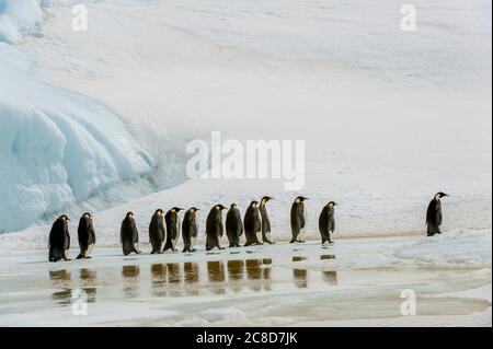 Eine Gruppe von Kaiserpinguinen (Aptenodytes forsteri), die über schnelles Eis bei der Kaiserpinguinkolonie auf Snow Hill Island im Weddellmeer in Antar wandern Stockfoto