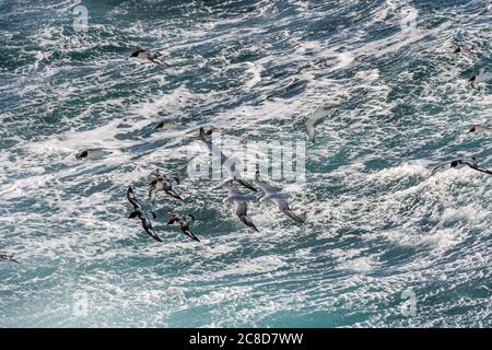 Eine Gruppe von Kapsturmvögeln (Daption capense) und südlichen Fulmars (Fulmarus glacialoides), die in der Drake Passage über dem Meer fliegen. Stockfoto