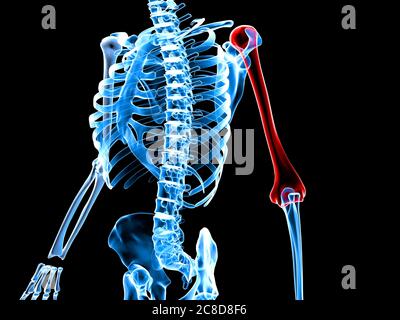 3d-Darstellung medizinisch akkurate Darstellung eines Skeletts mit schmerzhaftem Arm. Stockfoto