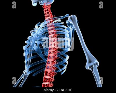 3d-Darstellung medizinisch akkurate Darstellung eines Skeletts mit schmerzhafter Rückenwirbelsäule. Stockfoto
