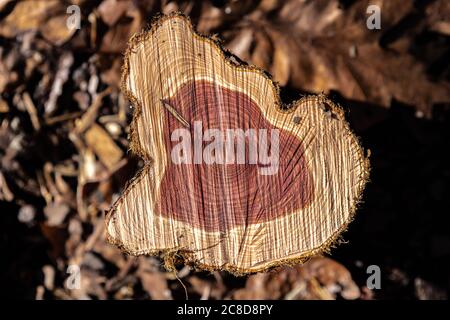 Herz (rote Farbe) und Saft (weiß/braune Farbe) Holz der östlichen roten Zeder (Juniperus virginiana L.) Stockfoto