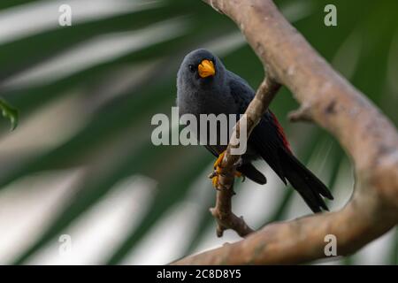 Grosbeak Starling oder Grosbeak Myna (Scissirostrum dubium) Stockfoto