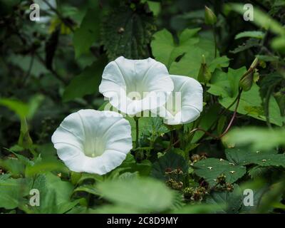 Große weiße Blüten von Bindenkraut, Convolvulus arvensis, in einem Sommer hedgerow Stockfoto