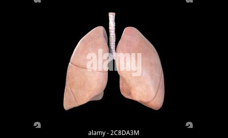 Lungen Anatomie, menschliches Atmungssystem, Lungenentzündung, Coronavirus, covid-19, Autopsie medizinisches Konzept. Krebs und Rauchen Problem. Krebs, 3d-Rendering Stockfoto