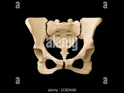 Becken, menschliches Skelett, weibliche Becken Knochen Anatomie, Hüfte Stockfoto
