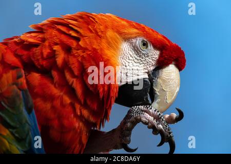 Potrait des scharlachroten Aras (Ara macao) Stockfoto