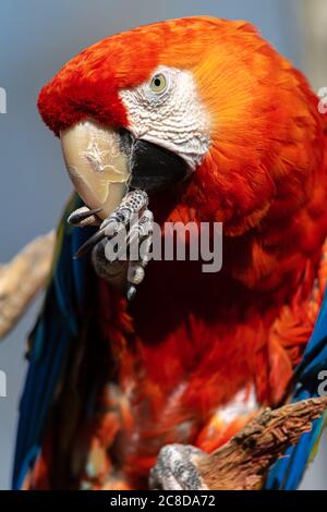 Potrait des scharlachroten Aras (Ara macao) Stockfoto