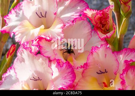 gladiolus priscilla in voller Sommerblume Stockfoto