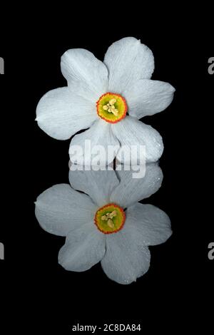 Daffodil Blume in der Wasseroberfläche reflektiert Daffodil Blume in der Wasseroberfläche reflektiert Stockfoto