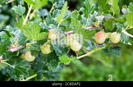 Stachelbeeren auf einem Zweig Stachelbeerbusch im Obstgarten. Nahaufnahme von Bio-Stachelbeeren, die unter den Blättern hängen. Frisches Grün ber Stockfoto